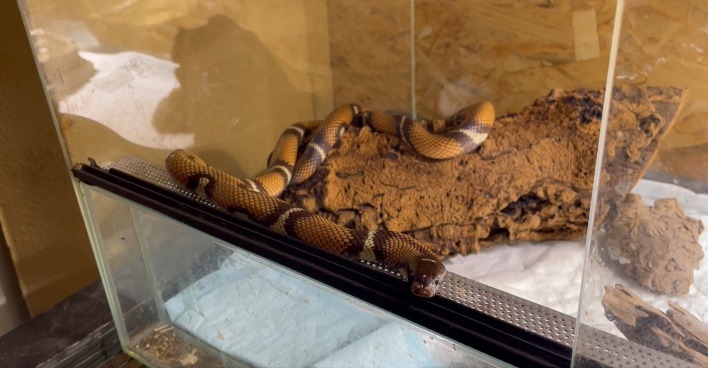Die Schlange Khloe in einem Terrarium.