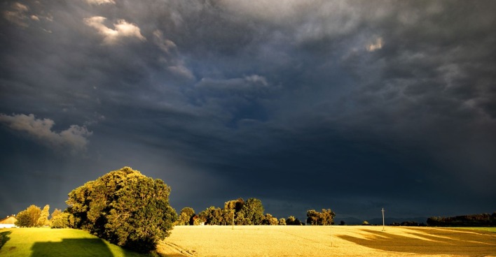 Unwetter: dunkler, bewölkter Himmel über einem gelb-leuchtenden Feld mit Baum