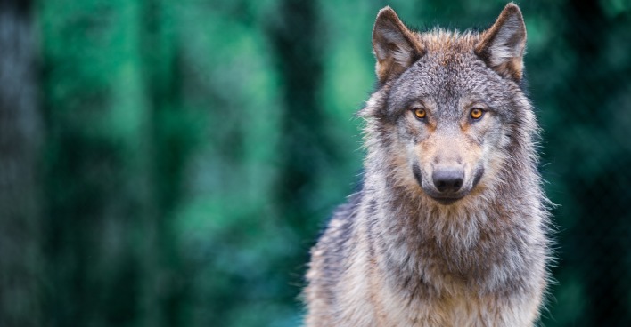 grauer Wolf  steht im Wald