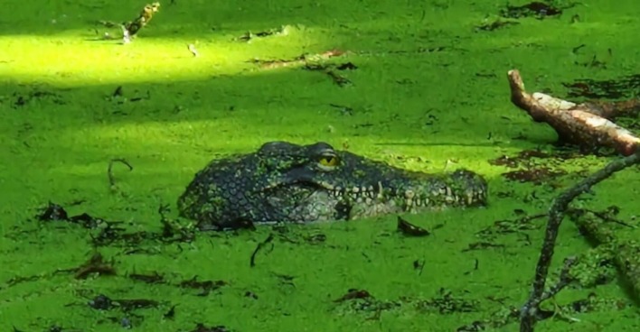 Die Attrappe des Kroko-Kopfs im Tümpel.