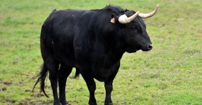 Schwarzer Stier mit Hörnern steht auf einer grünen Wiese und blickt nach rechts.