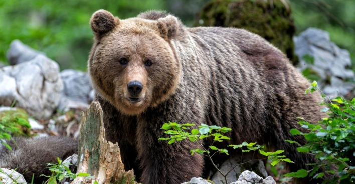 Braunbär im Wald neben Steinen und Pflanzen