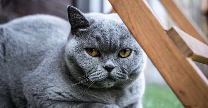 Katze sitzt unter einer Leiter | Credit: iStock.com/Jonas Wachholz