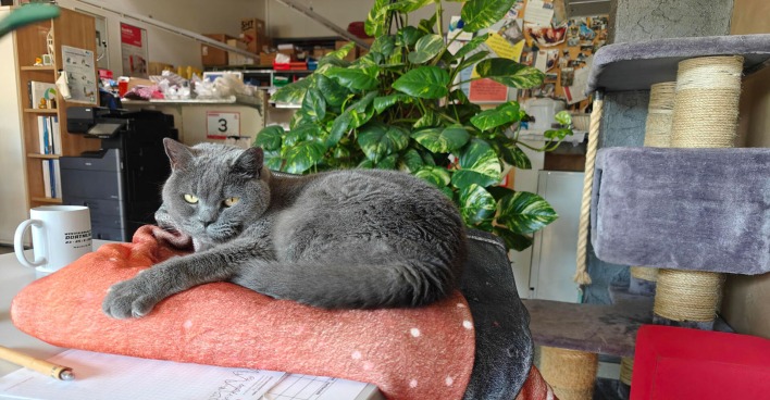 Katze Corona liegt auf einer Decke | Credit: Lilli Platzer