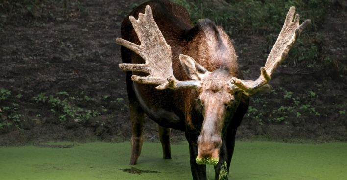 Elch Emil auf einer Wiese