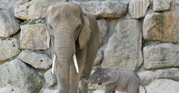 In Schönbrunn kam erstmals seit 20 Jahren ein Elefantenkalb auf natürlichem Weg zur Welt.