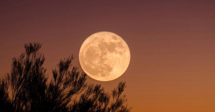 Großer, goldener Vollmond bei Sonnenuntergang über dunklen Baumwipfeln vor orangefarbenem Himmel.