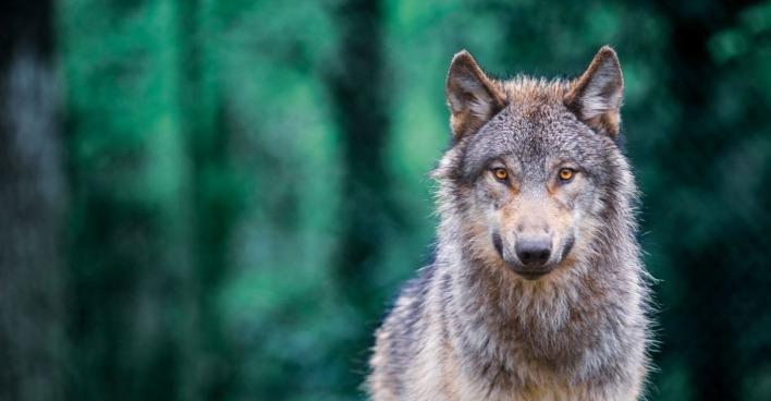 Ein europäischer Wolf mit grauem Fell blickt direkt in die Kamera, im Hintergrund unscharfer Wald.