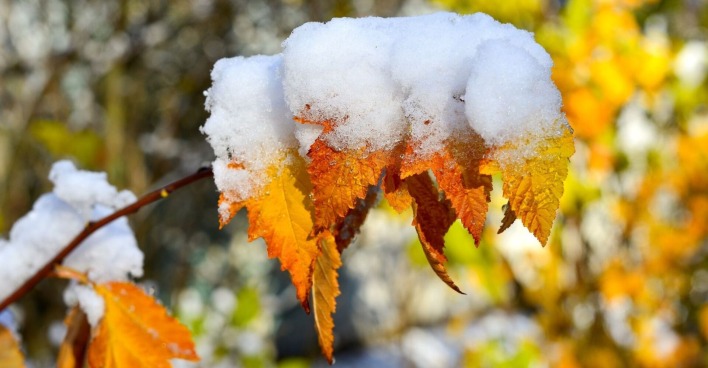 Bauernregel September – verschneite Herbstblätter symbolisieren Wettervorhersagen für Winter und weiße Weihnachten.