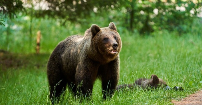 Braunbär im hohen Gras