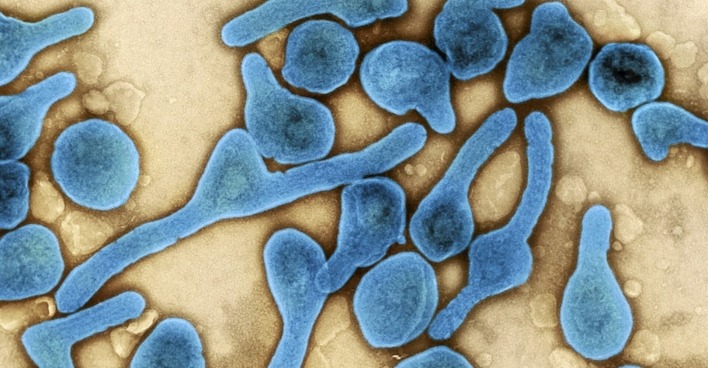 Das Virus wird durch Tigermücken übertragen.