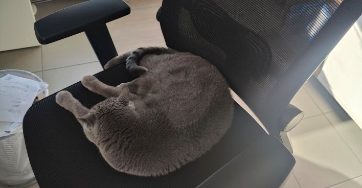 Corona liegt auf einem Bürosessel | Credit: Lilli Platzer