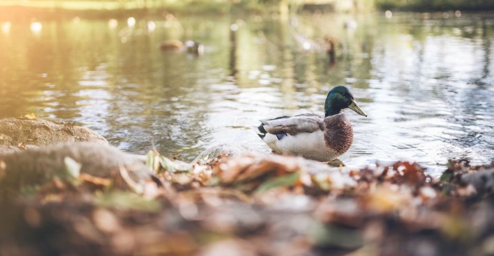 Eine Ente in einem Teich.