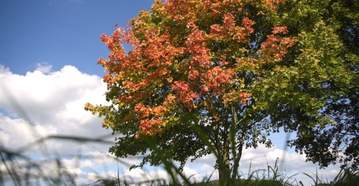 Herbstbeginn 2025: Baum mit grün-roten Blättern vor blauem Himmel mit Wolken.