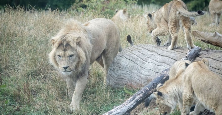 Mehrere Löwen, darunter ein ausgewachsener Männchen und Jungtiere, bewegen sich in einem grasbewachsenen Gehege mit Baumstämmen.