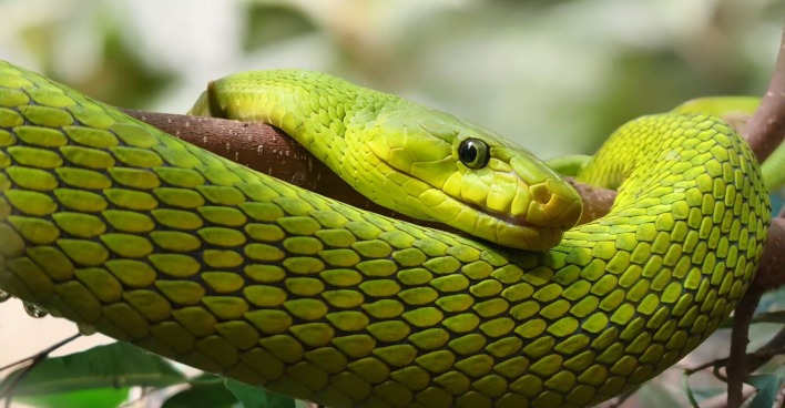 Grüne Mamba (Dendroaspis angusticeps) um einen Ast geschlängelt