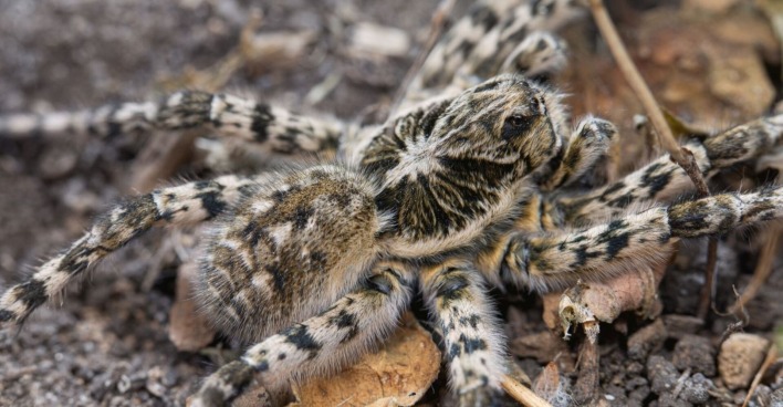 Nahaufnahme einer Südrussischen Tarantel (Lycosa singoriensis) in Österreich – größte heimische Spinne, für Menschen harmlos.