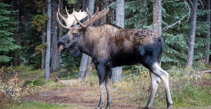 Großer brauner schwarzer Elchbulle in einem Park