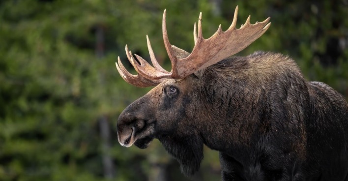 Elch im Wald in Kanada