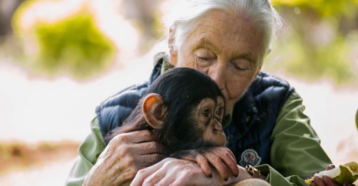 Jane Goodall umarmt liebevoll ein junges Schimpansenbaby und drückt es sanft an sich, Szene in natürlicher Umgebung.