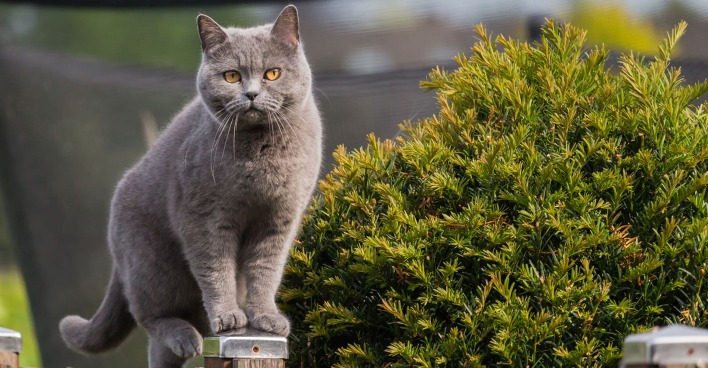 Katze balanciert auf Holzbalken | Credit: iStock.com/philmillster