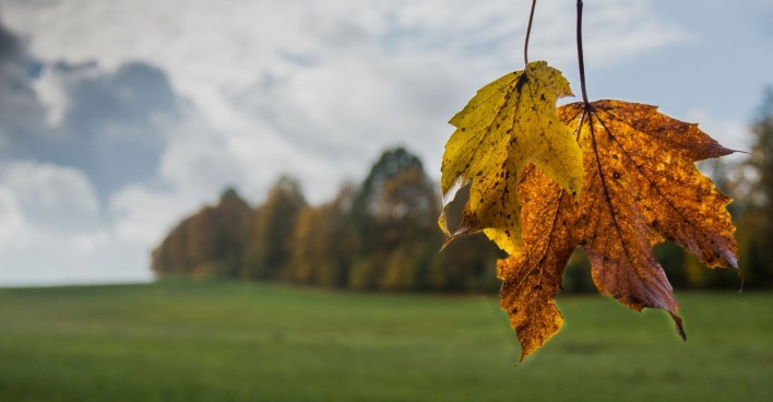 Ein orangeverfärbtes Blatt vor einer grünen Wiese und einem leicht bewölkten Himmel - das Wetter in der kommenden Herbstwoche wird durchwachsen.