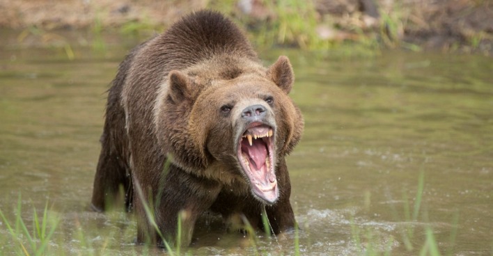Grizzlybär mit geöffnetem Maul in einem Teich
