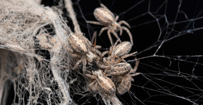 Mehrere kleine Spinnen in einem Netz
