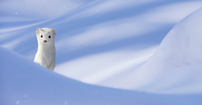 Hermelin im Winterkleid in einer verschneiten Landschaft