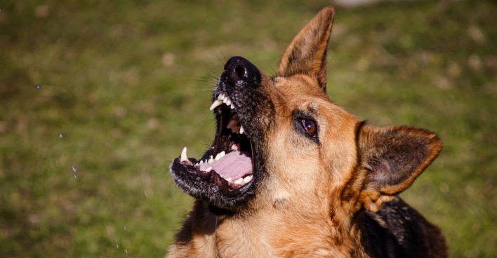 Ein Schäferhund mit geöffnetem Maul bellt aggressiv im Freien – Symbolbild zu einer Hundeattacke in Wolfsberg.