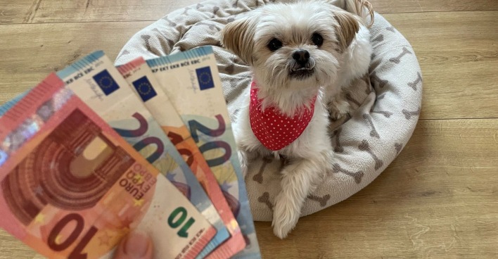 Hund der auf einem Plätzchen in einem Wohnzimmer liegt und Frau die verschiedene Euro-Banknoten in ihrer Hand hält