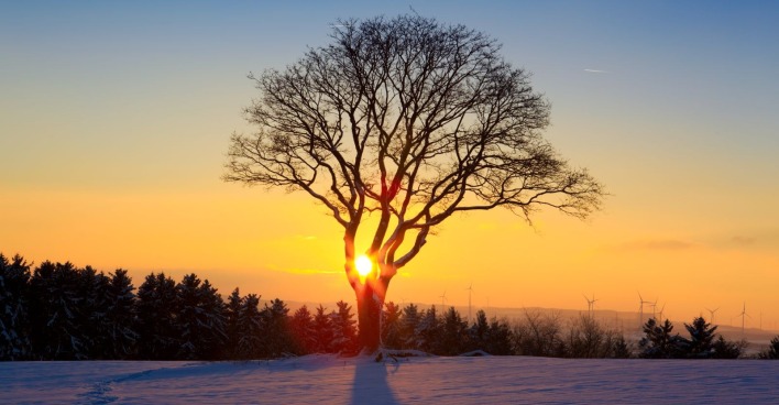 Ein Baum bei Sonnenuntergang im Winter.
