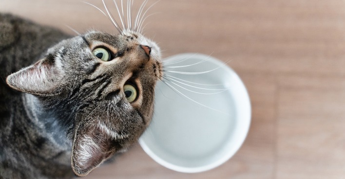 Katze beim Wassertrinken | Credit: iStock.com/Irina Orlova