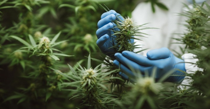 Mann mit blauen Handschuhen fasst Cannabispflanzen an