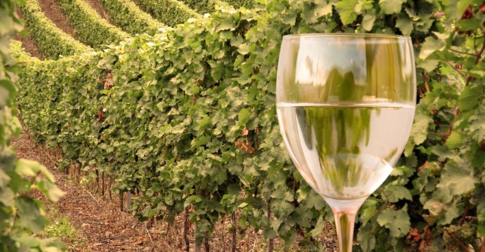 Ein Weinglas vor Reben auf einem Weinberg.