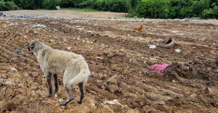 Hunde stehen auf einer Mülldeponie