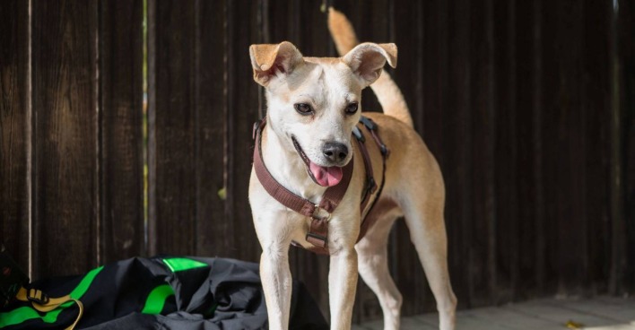 Der aus einem ungarischen Horrorhof gerettete Hund Finn in der Obhut von Tierschutz Austria