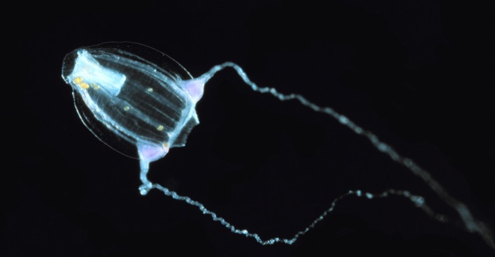 Phantomqualle Stygiomedusa gigantea Tiefsee Argentinien