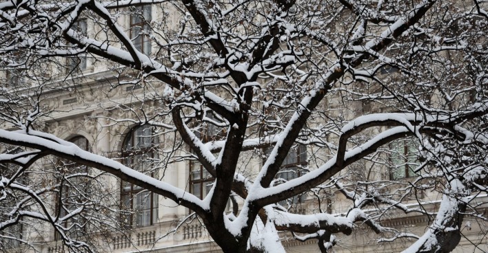 Schneefall in Wien: verschneite Baumäste vor historischem Gebäude, Wintereinbruch in der österreichischen Hauptstadt - Themenbild für Wetterwarnung