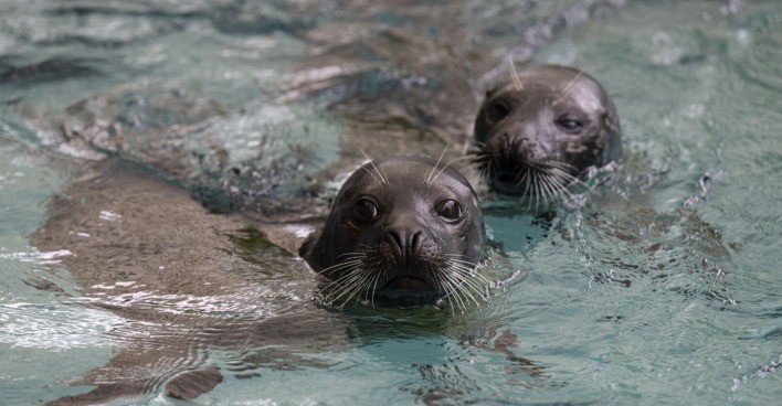Zwei Robben schwimmen im Becken des Tierpark Bern, im Hintergrund die Debatte um Artenschutz und aktives Artenmanagement, bei dem alte Tiere getötet werden.