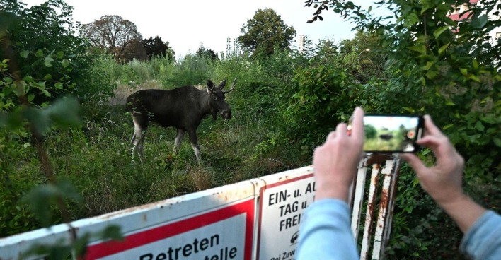 Elch "Emil" aufgenommen am Samstag, 6. September 2025, in St. Pölten. Seit rund zweieinhalb Wochen ist Elch "Emil" als "Wahl-Niederösterreicher" im Bundesland unterwegs. Auch den Weg in die Landeshauptstadt hat er entdeckt. Nachdem er sich in den vergangenen Tagen an St. Pölten herangepirscht hatte, streifte er zuletzt dort umher.