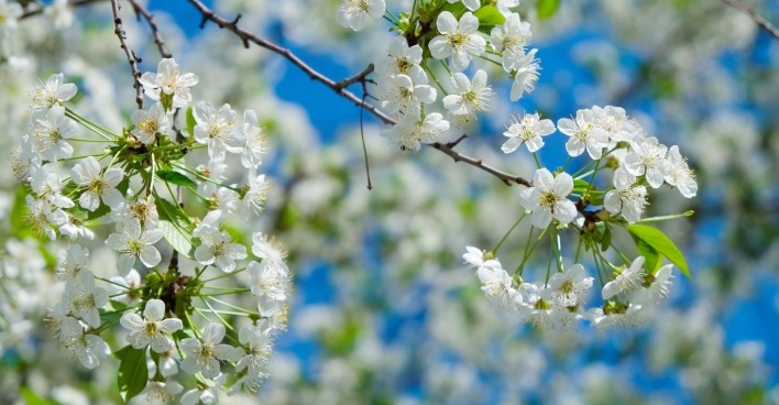 Weiße Blüten im Frühling unter blauem Himmel als Symbol für stabile Wetterlage laut Bauernregel am 8. April und Sommerprognose 2026