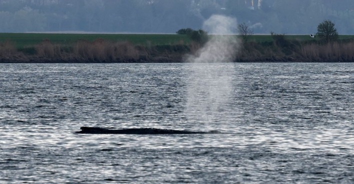 Live: Buckelwal Timmy schwimmt aktuell in der Wismarbucht und bläst Wasserfontäne während laufender Rettungsaktion in der Ostsee