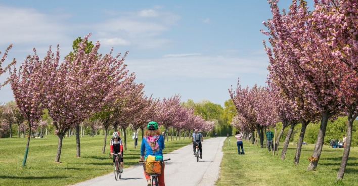 Kirschblüten in Wien entlang eines Radwegs mit blühenden rosa Bäumen und Radfahrern im Frühling