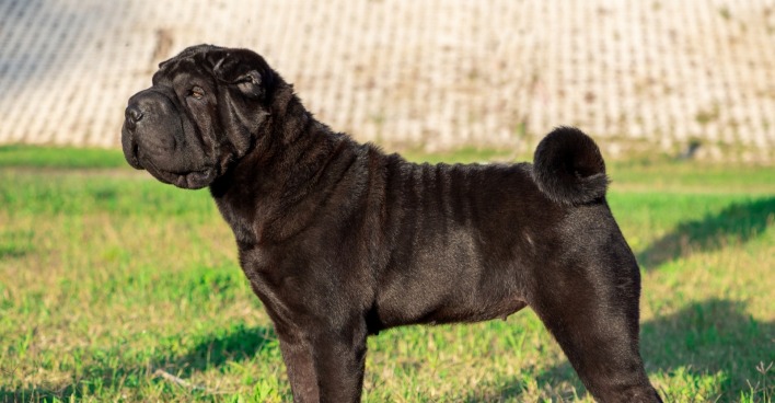 Shar Pei Erwachsener schwarzer, reinrassiger Hund auf dem Gras.