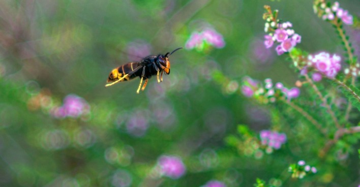 Eine Die Asiatische Hornisse im Flug, Blumen im Hintergrund.