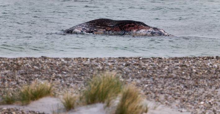 Buckelwal Timmy tot vor Anholt Dänemark Kadaver im flachen Wasser nahe Strand sichtbar