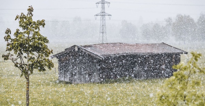 Schnee fällt auf eine grüne und blühende Wiese