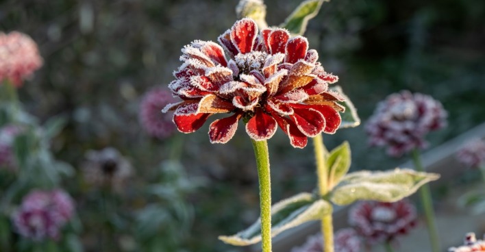 Verschneite Frühlingsblumen und blühende Rosen im Garten während des Kälteeinbruchs.