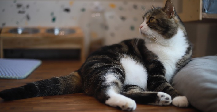 Katze, die neugierig schaut | Credit: Pongsatorn Singnoy/Shutterstock